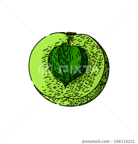 green amla sketch hand drawn vector 108118222