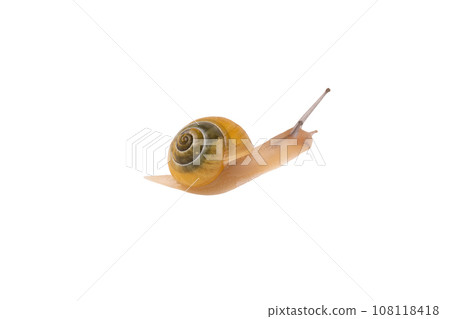 Snail isolated on white background. Slow living concept. Snail isolated on white background. Slow living concept. 108118418