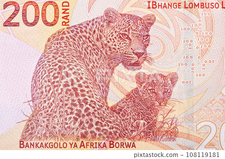 African leopard with baby from South African money 108119181