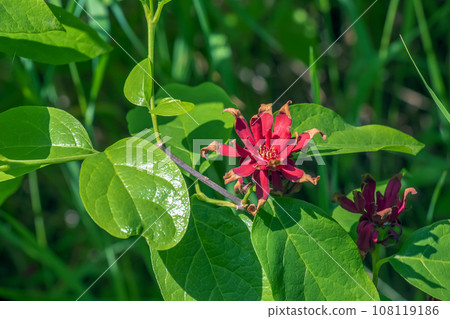 Calycanthus occidentalis is a shrub with red flowers in spring time 108119186