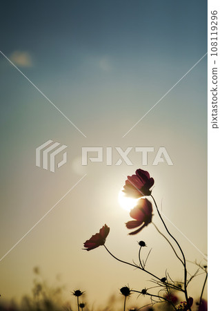 Cosmos illuminated by the sunset 108119296
