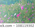 大波斯菊盛開的大波斯菊場 108119302