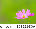 美麗的粉紅色波斯菊 108119309