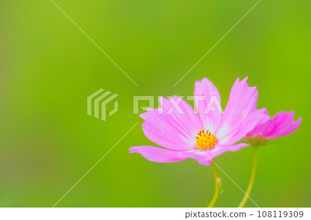 美麗的粉紅色波斯菊 美麗的粉紅色波斯菊 108119309