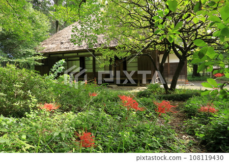 Red spider lily flowers near Yoshinoya, Edo Tokyo Architectural Museum 108119430