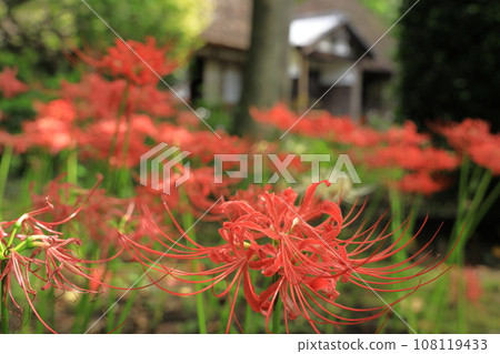 Red spider lily flowers near Yoshinoya, Edo Tokyo Architectural Museum Red spider lily flowers near Yoshinoya, Edo Tokyo Architectural Museum 108119433