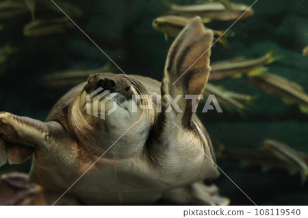 海龜和甲魚在水族館裡游泳 108119540