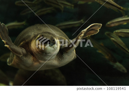 海龜和甲魚在水族館裡游泳 108119541