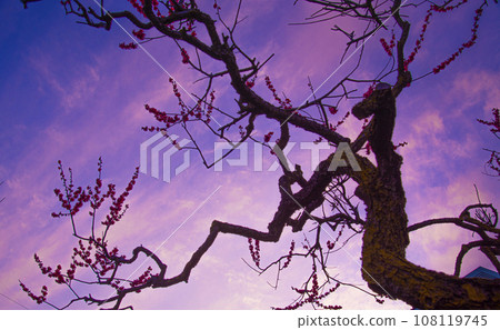 粉紅色的藍色天空和盛開的梅花 108119745