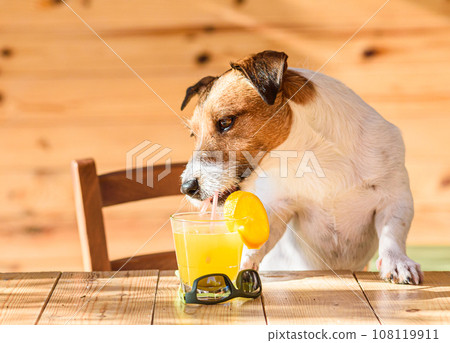 Dog trying to drink orange juice through drinking straw 108119911