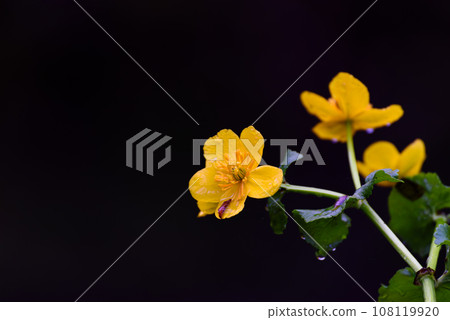 Spring flower Chelidonium majus with drops of water after rain against black background 108119920