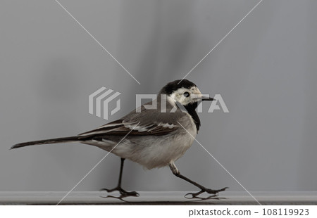 Animals around us. Wagtail bird walking on a balcony railing behind window 108119923