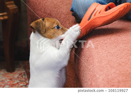 Cute puppy need obedience training to stop destructive chewing and behavioral modification Cute puppy need obedience training to stop destructive chewing and behavioral modification 108119927