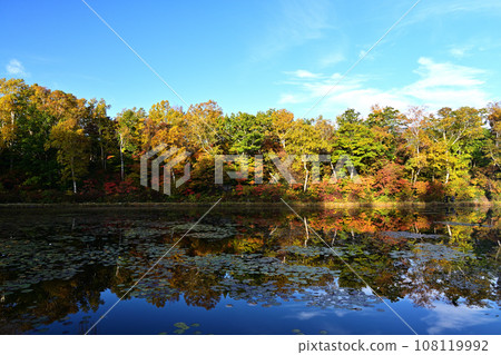 Autumn leaves of lotus pond Autumn leaves of lotus pond 108119992