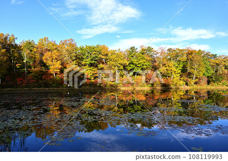 Lotus pond foliage Lotus pond foliage 108119993