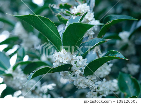 White silver magnolia flowers that bloom in October 108120505