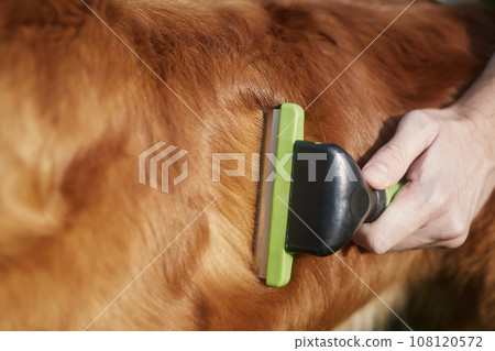 Pet owner is brushing fur of his dog. 108120572