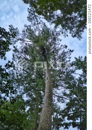 Tokaido Goyu's row of pine trees stretches to the sky 108121472