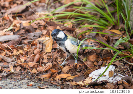 great tit on fallen leaves 108123936