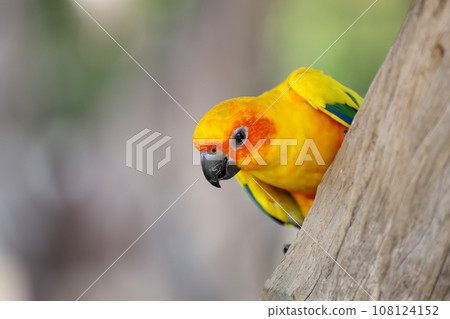 The mini parrot bird on stick tree The mini parrot bird on stick tree 108124152