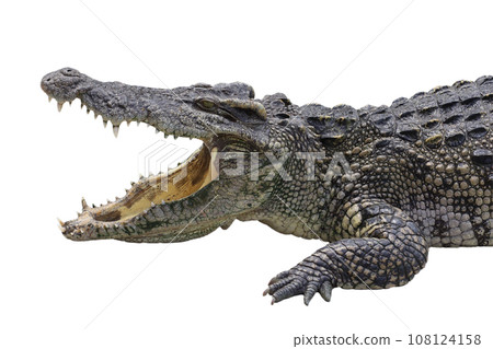 Close up big head crocodile is danger animal wildlife Close up big head crocodile is danger animal wildlife 108124158