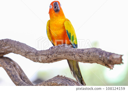 The mini parrot bird on stick tree The mini parrot bird on stick tree 108124159