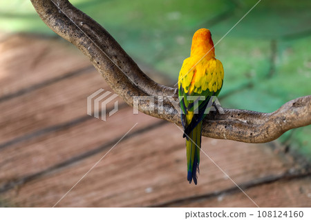 The mini parrot bird on floor The mini parrot bird on floor 108124160