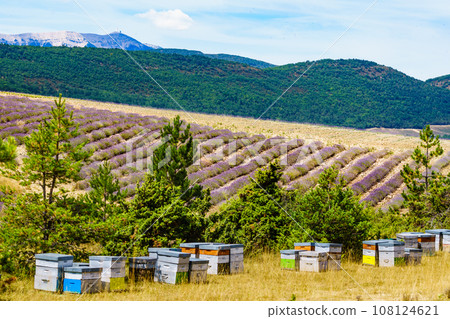 Bee hives at lavender field 108124621