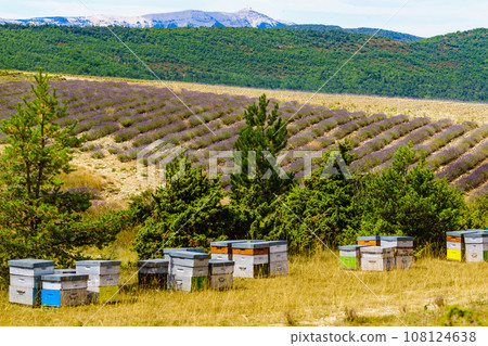 Bee hives at lavender field Bee hives at lavender field 108124638