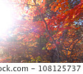 Fall landscape 108125737