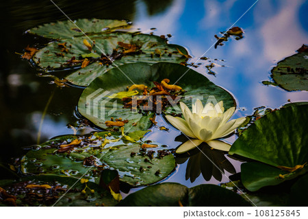 Lotus or water lily in pond 108125845