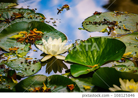 Lotus or water lily in pond 108125846