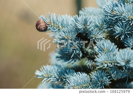 Little snail on blue green conifer tree. Little snail on blue green conifer tree. 108125979