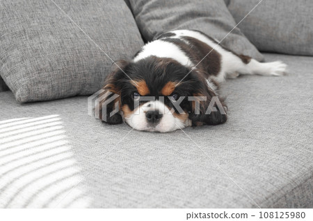 Portrait of handsome cavalier spaniel. Cute puppy is resting on the couch. Curious dog cavalier Charles king spaniel lies on the couch and looks at the camera. Portrait of handsome cavalier spaniel. Cute puppy is resting on the couch. Curious dog cavalier Charles king spaniel lies on the couch and looks at the camera. 108125980