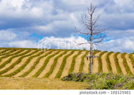 Lavender field after harvest, France. Lavender field after harvest, France. 108125981
