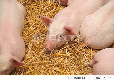 Small Piglet at Farm 108126228