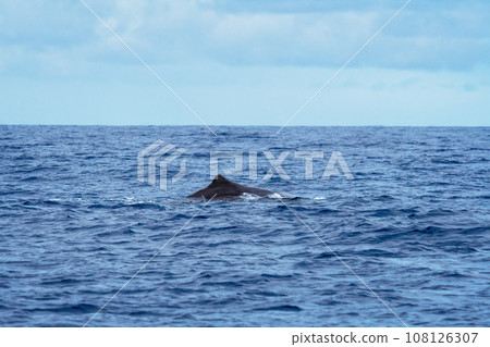 Sperm whale in the coast of Sao Miguel Island 108126307