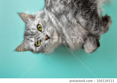 Striped cute cat lying on a blue background Striped cute cat lying on a blue background 108126313