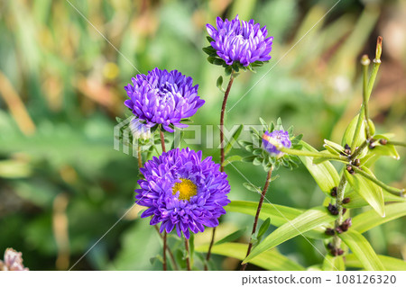 Purple aster grows in a flower bed. Purple aster grows in a flower bed. 108126320
