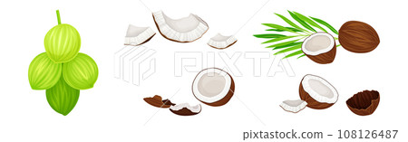 Whole and Cracked Coconut with Hard Shell and Fibrous Husk Vector Set 108126487