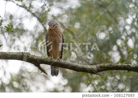 The red-shouldered hawk bird perching on a tree branch looking for prey to hunt in summer forest The red-shouldered hawk bird perching on a tree branch looking for prey to hunt in summer forest 108127085