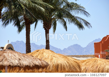 Straw shade umbrellas under green palm trees in tropical region against blue vibrant sky in summer Straw shade umbrellas under green palm trees in tropical region against blue vibrant sky in summer 108127097