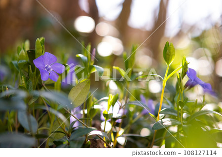 Small violet flowers blooming in spring garden. 108127114
