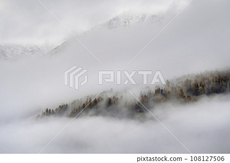 Bright red mountain larch autumn forest is densely covered with white clouds. Narrow line of misty forest peeps out from behind the clouds. Stunning minimalistic autumn landscape with fog. Bright red mountain larch autumn forest is densely covered with white clouds. Narrow line of misty forest peeps out from behind the clouds. Stunning minimalistic autumn landscape with fog. 108127506