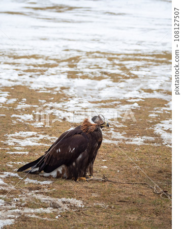 Golden eagle in the snow. Hunting golden eagle in a leather hat. Hunting with eagle. Portrait of a bird with a head covering. Copy space. Vertical view. Golden eagle in the snow. Hunting golden eagle in a leather hat. Hunting with eagle. Portrait of a bird with a head covering. Copy space. Vertical view. 108127507