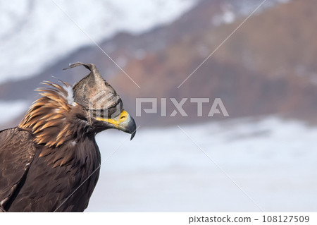 Portrait of a hunting golden eagle in a leather hat. Hunting with eagle. Portrait of a bird with a head covering. Copy space. Portrait of a hunting golden eagle in a leather hat. Hunting with eagle. Portrait of a bird with a head covering. Copy space. 108127509
