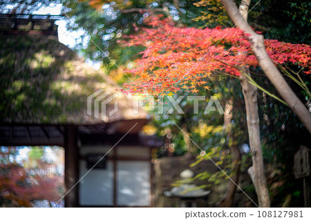 Autumn at Honen-in Temple, watching the colorful autumn leaves begin to change color against the backdrop of the thatched Sukiya-zukuri Sanmon gate. 108127981