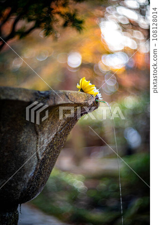 法念院的秋天,充滿清澈泉水「善喜水」、菊花「花水」和細水流的石製水瓶形長缽缽 法念院的秋天,充滿清澈泉水「善喜水」、菊花「花水」和細水流的石製水瓶形長缽缽 108128014
