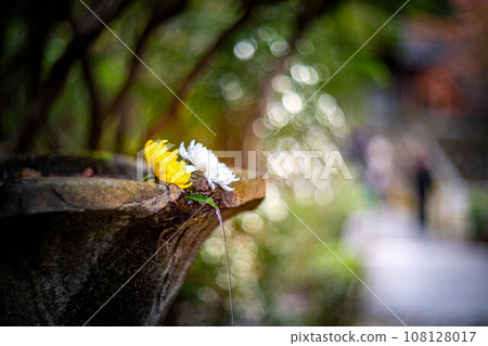 Autumn at Honen-in Temple, stone water bottle-shaped chozubachi filled with clear spring water "Zenkisui", chrysanthemum "Hana chemizu" and thin water stream 108128017