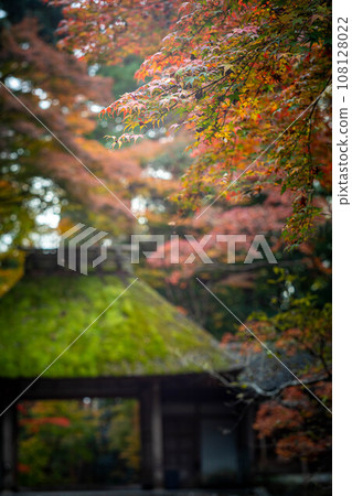 Autumn at Honen-in Temple, watching the colorful autumn leaves begin to change color against the backdrop of the thatched Sukiya-zukuri Sanmon gate. Autumn at Honen-in Temple, watching the colorful autumn leaves begin to change color against the backdrop of the thatched Sukiya-zukuri Sanmon gate. 108128022
